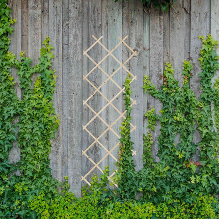 Set spalier extensibil pentru plante, 180x60 cm, pachet de 3