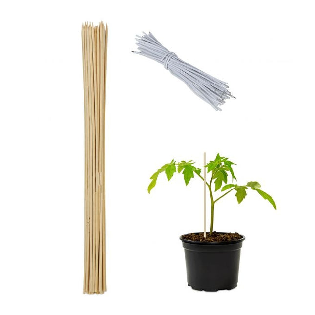 Bețe de flori de 60 cm în seturi de 50