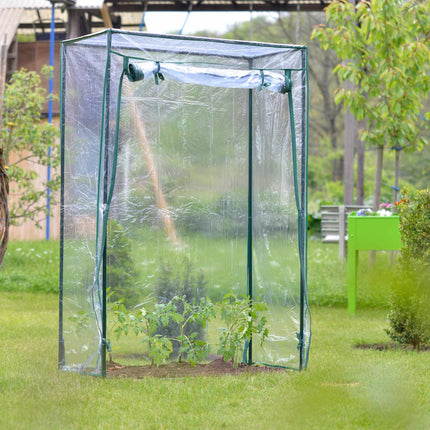 Cultivarea tomatelor de seră