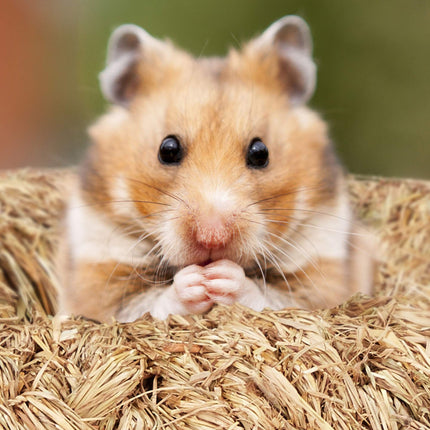Set Accesorii Hamster 5 buc.