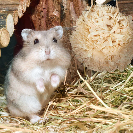 Set Accesorii Hamster 5 buc.