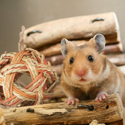 Set Accesorii Hamster 5 buc.