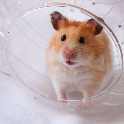 Hamster ball with white lid
