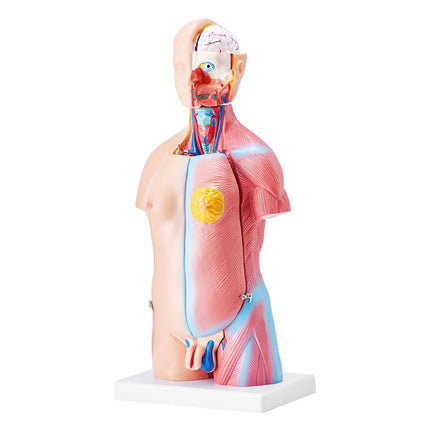 Human Torso Anatomy Model, 18-Inch, 23 Parts, Removable Organs