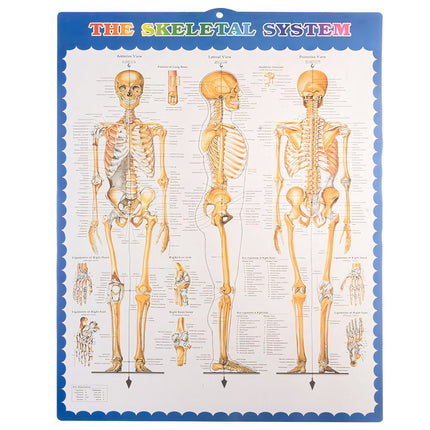 Human skeleton - 170cm Malatec 22583