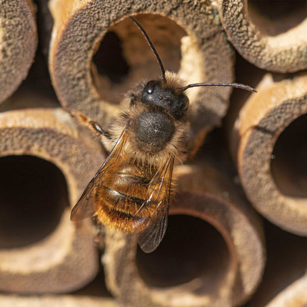 Hotel de insecte pentru albine