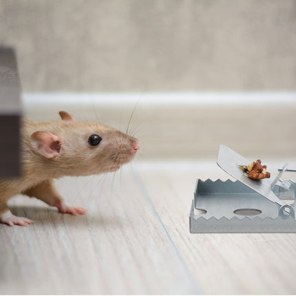 Rat trap set of 4