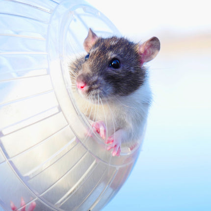 Minge de hamster transparenta Ø 14 cm
