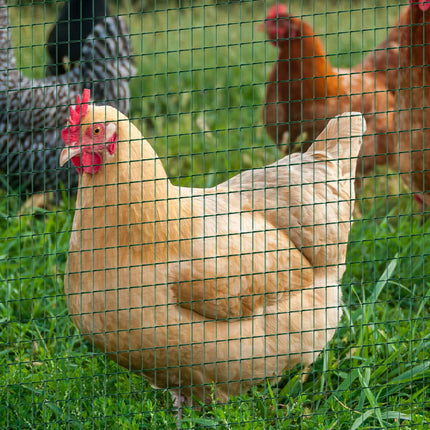 Ecran Vole Sârmă și plasă pentru volieră, flexibil, PVC, verde închis, 0,9X30 M, ecran de protecție