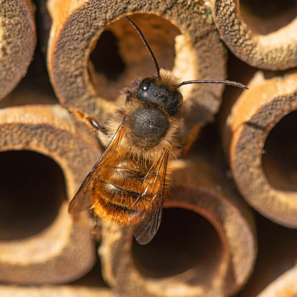 Hotelul Wild Bee Insect